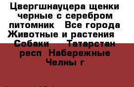 Цвергшнауцера щенки черные с серебром питомник - Все города Животные и растения » Собаки   . Татарстан респ.,Набережные Челны г.